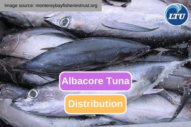 Exploring the Distribution of Albacore Tuna